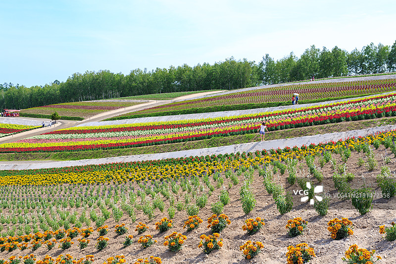 北海道富良野的花田图片素材