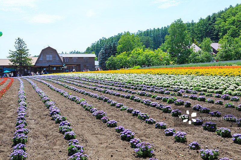 北海道富良野的花田图片素材