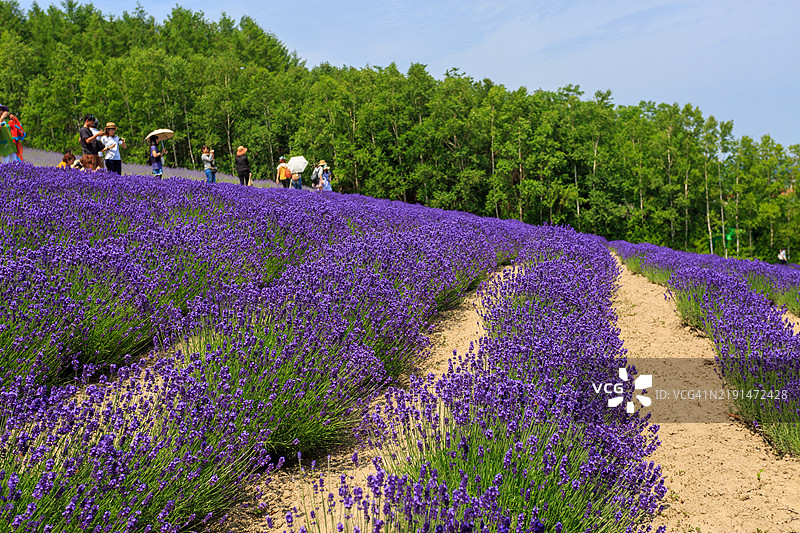 北海道富良野的薰衣草田图片素材