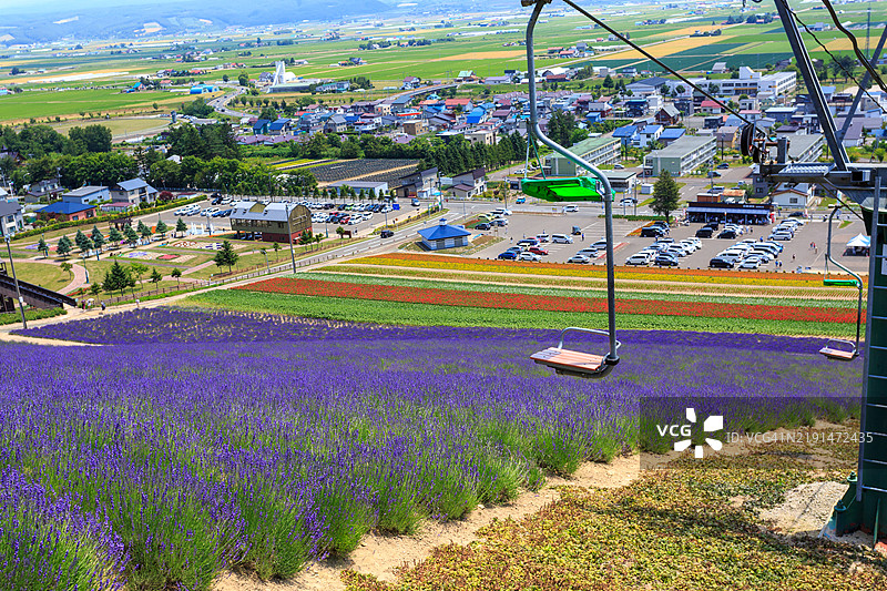 北海道富良野的薰衣草田图片素材