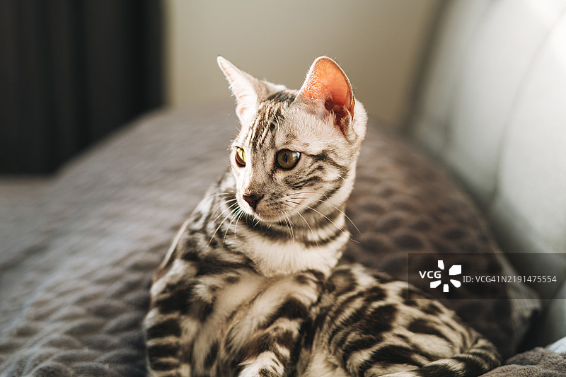 家里的孟加拉猫在床上图片素材