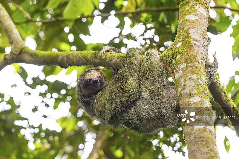 三指树懒(Bradypus),哺乳动物(Mammalia),拉福尔图纳,瓜纳卡斯特,哥斯达黎加,中美洲图片素材