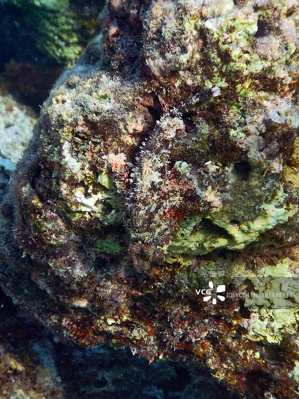 完美伪装的珊瑚礁石鱼（Synanceia verrucosa），马尔代夫共和国的Embudu或Embudhu或Emboodhoo岛图片素材