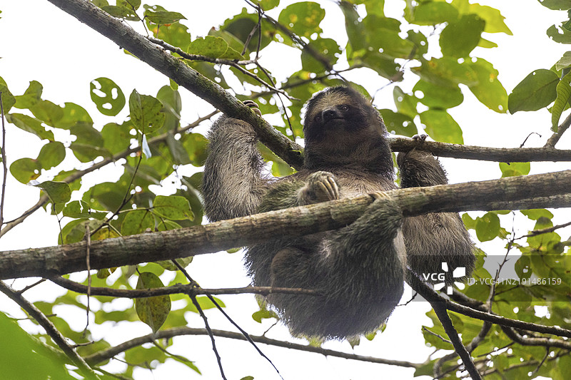 三指树懒(Bradypus),哺乳动物(Mammalia),拉福尔图纳,瓜纳卡斯特,哥斯达黎加,中美洲图片素材