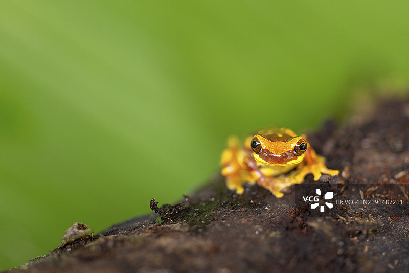 沙漏树蛙(Dendropsophus ebraccatus),青蛙(Rana),哥斯达黎加,中美洲图片素材