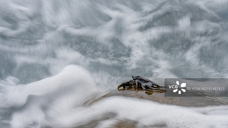 螃蟹（短尾蟹），坐在岩石上，海浪飞溅，拉戈梅拉岛，西班牙，加那利群岛，欧洲图片素材