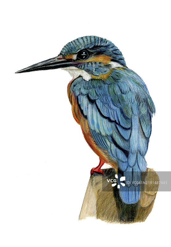 彩色铅笔画的翠鸟站在树枝上向左看，背景为白色图片素材