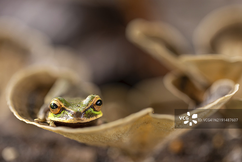 面具树蛙（Smisisa phaeata），青蛙（Rana），哥斯达黎加，中美洲图片素材