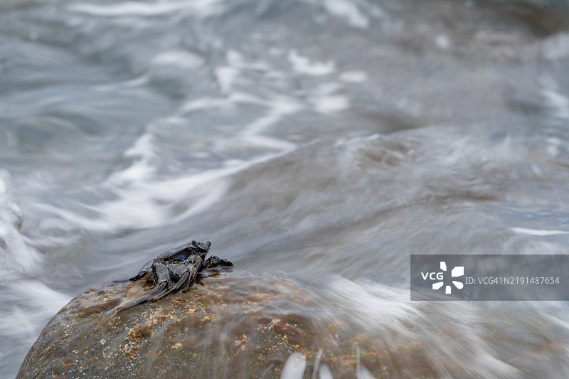 螃蟹（短尾蟹），坐在岩石上，海浪飞溅，拉戈梅拉岛，加那利群岛，西班牙，欧洲图片素材