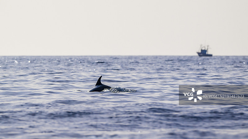 宽吻海豚（Tursiops truncatus），海豚，海豚，背景中的船只，拉戈梅拉岛，加那利群岛，西班牙，欧洲图片素材