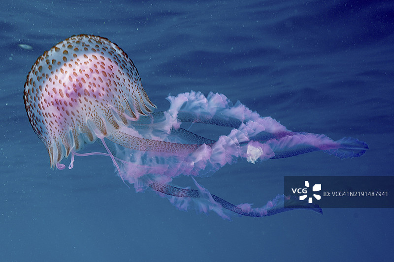 精致的发光水母（Pelagia noctiluca）在水中移动，伞状体上布满点状纹理，潜水地点为卡普德克鲁斯海洋保护区，位于西班牙科斯塔布拉瓦的罗萨斯，地中海，欧洲。图片素材
