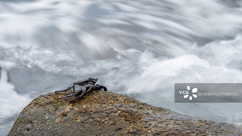 螃蟹（短尾蟹），坐在岩石上，海浪飞溅，拉戈梅拉岛，西班牙，加那利群岛，欧洲图片素材
