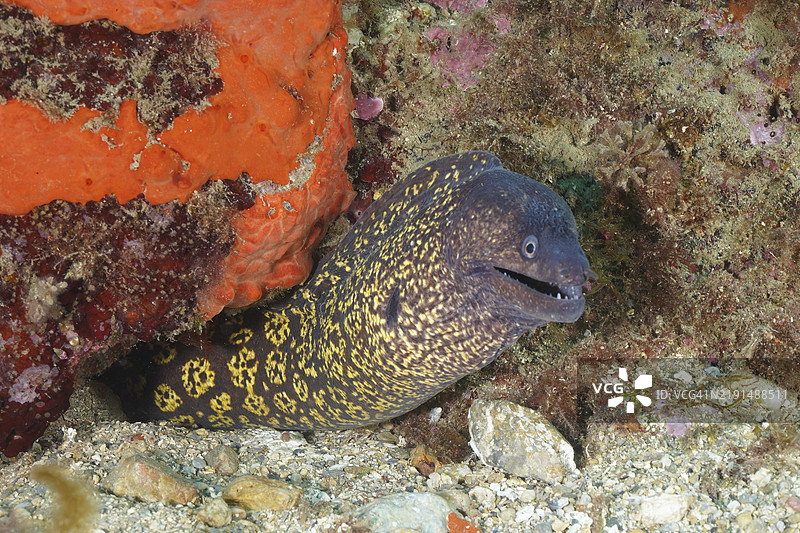 好奇的地中海鳗鱼（Muraena helena）从岩石洞穴中探出头来，潜水地点：卡普德克鲁斯海洋保护区，罗萨斯，西班牙，地中海，欧洲图片素材