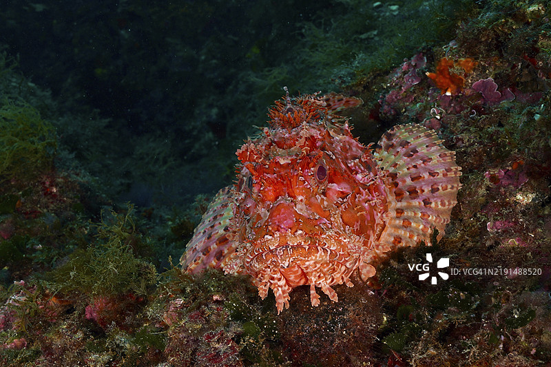 红色蝎子鱼（Scorpaena scrofa）的肖像，背景为海底独特的图案，潜水地点为西班牙科斯塔布拉瓦的卡普德克鲁斯海洋保护区，地中海，欧洲图片素材