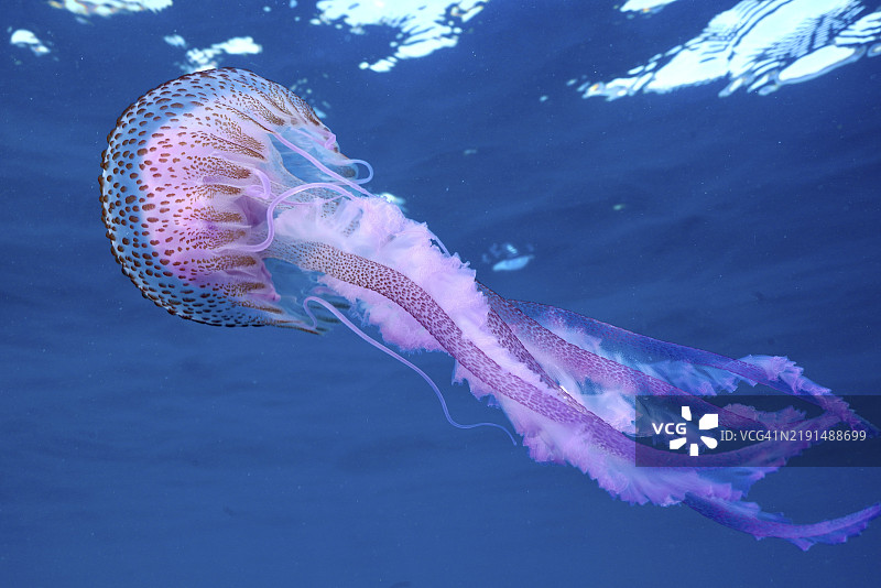发光水母（Pelagia noctiluca）在蓝色水域中，长长的触手随水流飘动，潜水地点为卡普德克鲁斯海洋保护区，西班牙罗萨斯，地中海，欧洲图片素材