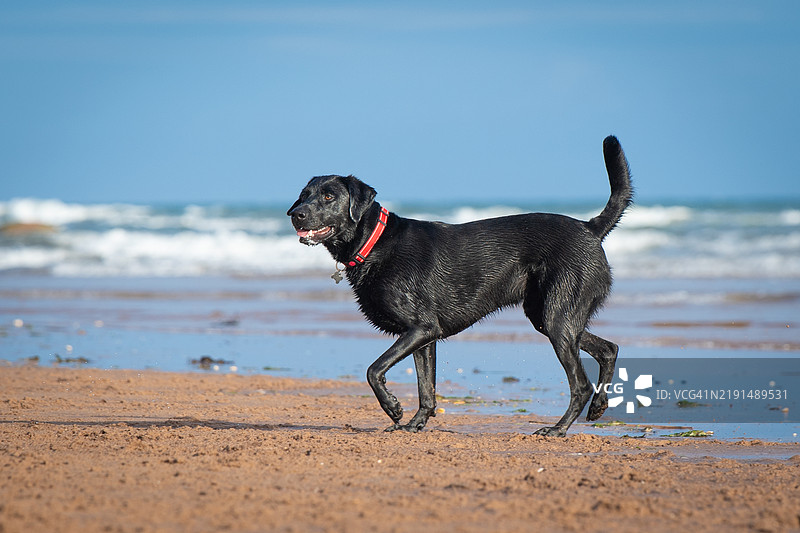 一只黑色拉布拉多犬在沙滩上图片素材