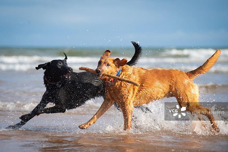 一只黄色拉布拉多犬和一只黑色拉布拉多犬在沙滩上图片素材