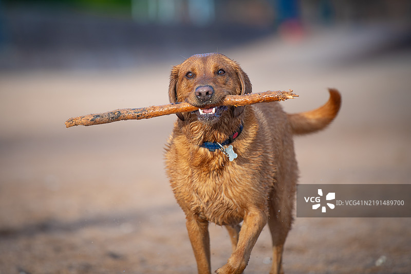 一只黄色拉布拉多犬在沙滩上图片素材