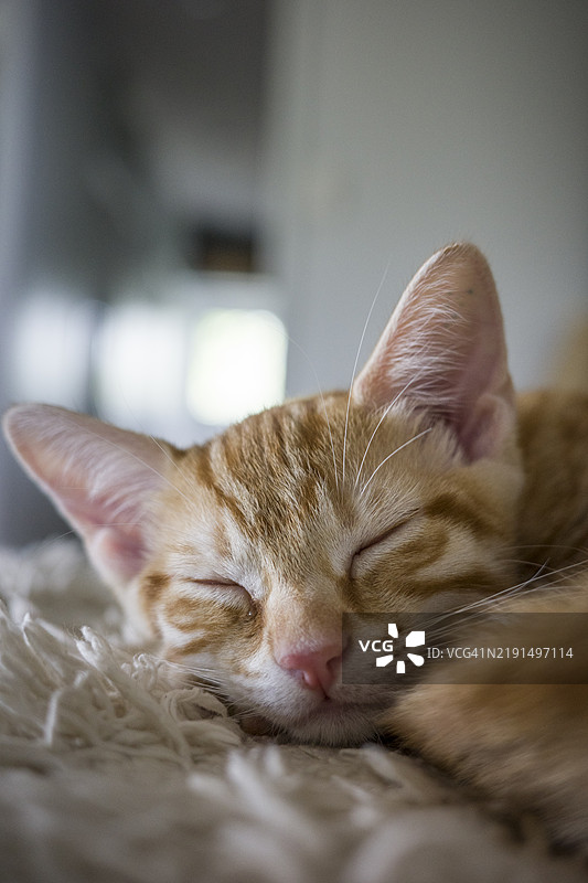橘猫在睡觉的特写镜头图片素材