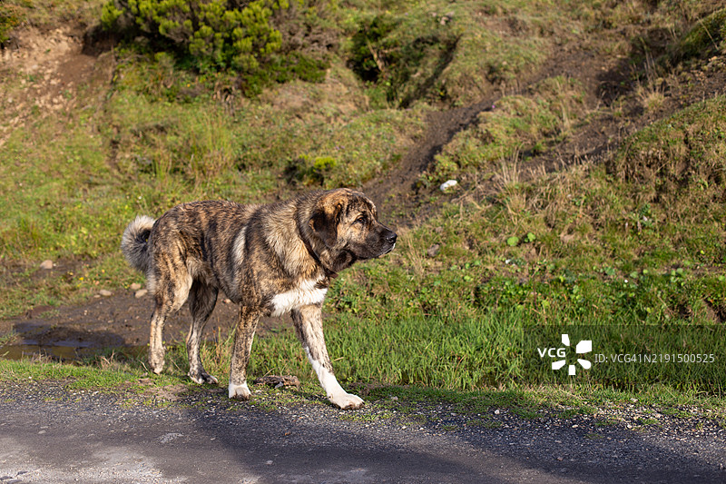 獒犬，牧羊犬图片素材