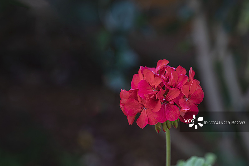 花园里的鲜红天竺葵图片素材