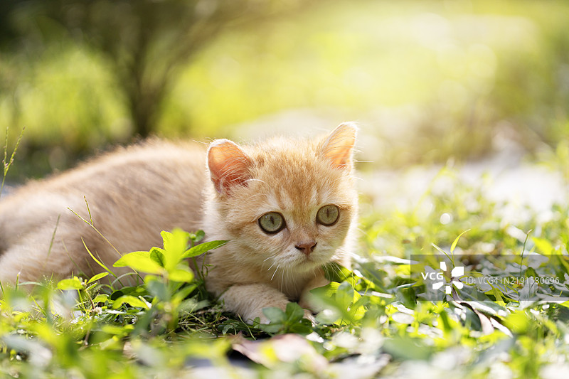 金色的英国短毛猫小猫。图片素材
