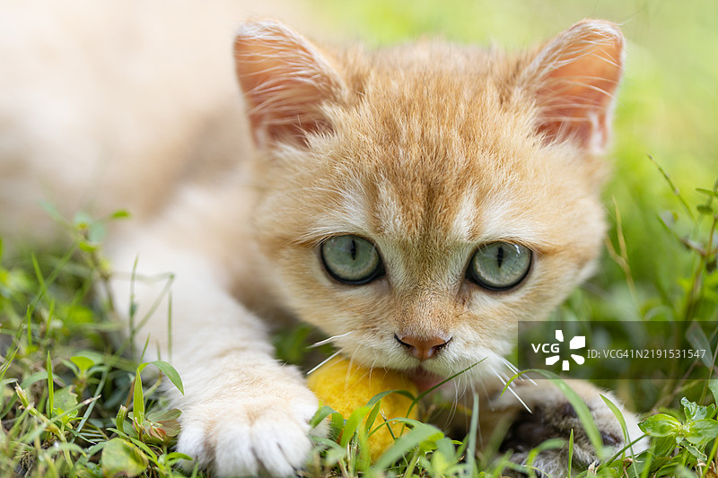 金色的英国短毛猫小猫。图片素材