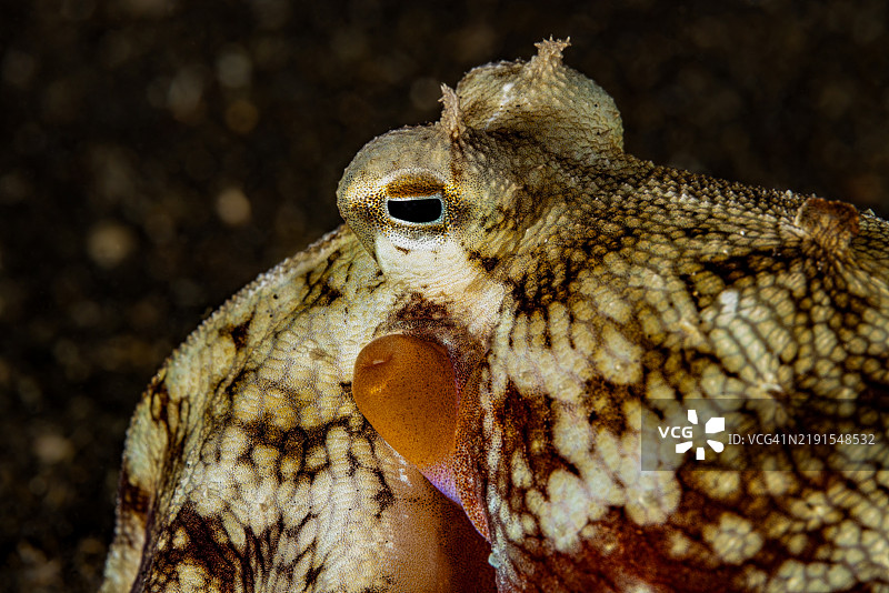 斑纹章鱼或椰子章鱼（Amphioctopus marginatus）的特写，印尼伦贝海峡图片素材