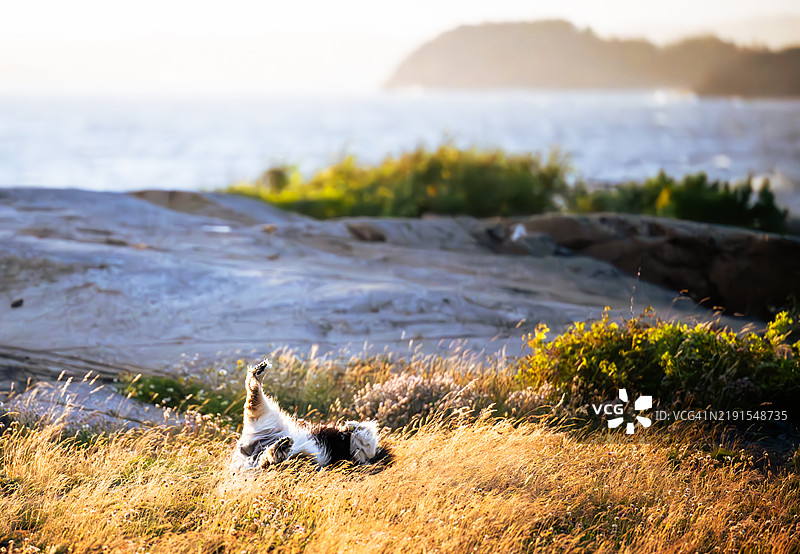 狗懂得如何享受生活中的小确幸图片素材