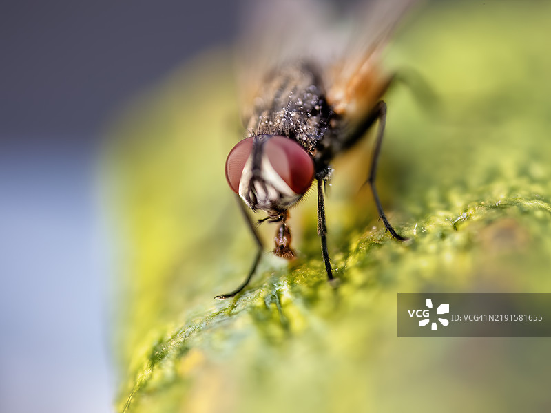 苍蝇在饮露水图片素材