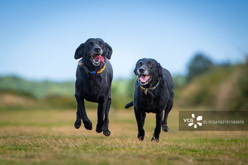 两只黑色拉布拉多猎犬图片素材