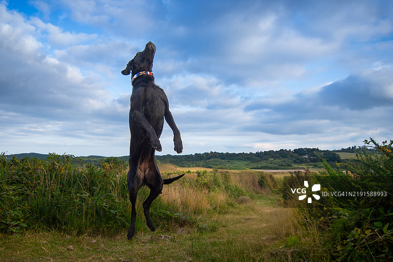 一只顽皮的黑色拉布拉多猎犬图片素材