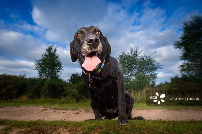 一只黑色拉布拉多猎犬图片素材