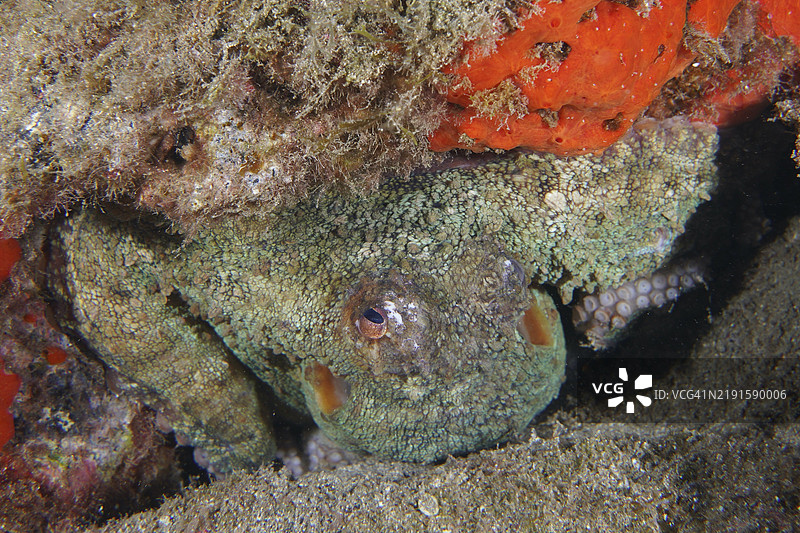 一只章鱼（普通章鱼，Octopus vulgaris）从红色海绵之间的岩石缝隙中探出头来，潜水地点：Roca Jolia，Las Galletas，特内里费岛，加那利群岛，西班牙，欧洲。图片素材