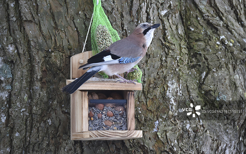 欧亚松鸦(Garrulus glandarius)在德国石勒苏益格-荷尔斯泰因吃鸟食图片素材