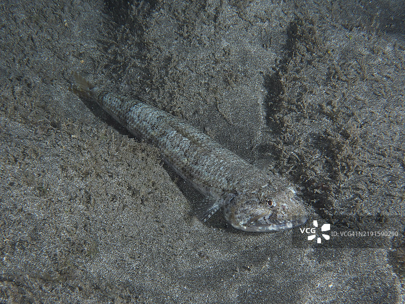 大西洋蜥蜴鱼(Synodus saurus)几乎在灰色沙底上隐形,潜水地点:特内里费岛洛斯克里斯蒂亚诺斯海滩,加那利群岛,西班牙,欧洲图片素材