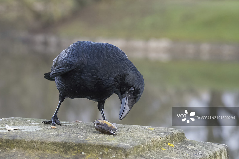 一只乌鸦（Corvus corone）在德国黑森州的一座石桥桥墩上检查一只贻贝。图片素材