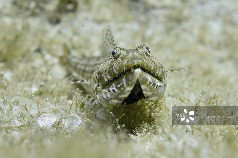 一种具有伪装图案的鱼，菱形蜥蜴鱼（Synodus synodus），躺在海底的海草上，潜水地点：拉斯罗萨斯，拉斯加列塔斯，特内里费，西班牙，加那利群岛，欧洲图片素材