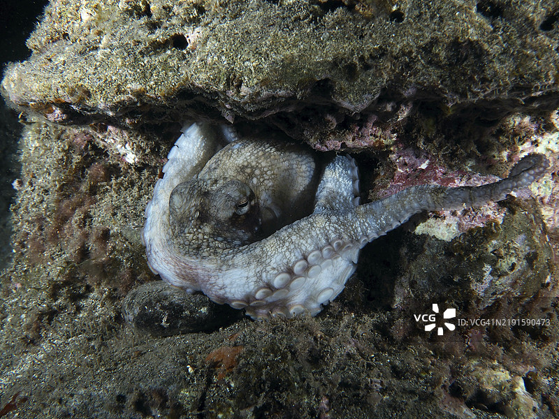 普通章鱼（Octopus vulgaris）在夜间藏身于海中的岩石之间，位于西班牙加那利群岛特内里费岛洛斯克里斯蒂亚诺斯的潜水地点。图片素材
