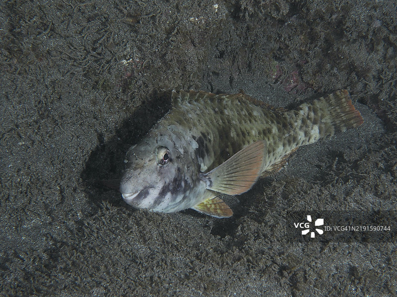一只伪装得很好的地中海鹦嘴鱼（Sparisoma cretense）在夜晚的沙底上休息，地点为特内里费岛洛斯克里斯蒂亚诺斯的Playa潜水点，西班牙，加那利群岛，欧洲。图片素材
