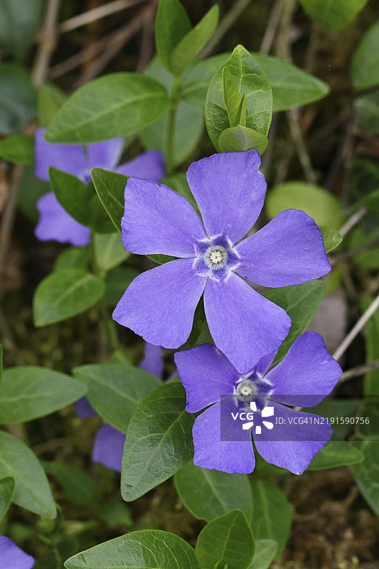 大叶长春花（Vinca major），花园中的蓝色花朵，德国北莱茵-威斯特法伦州威尔斯多夫，欧洲图片素材