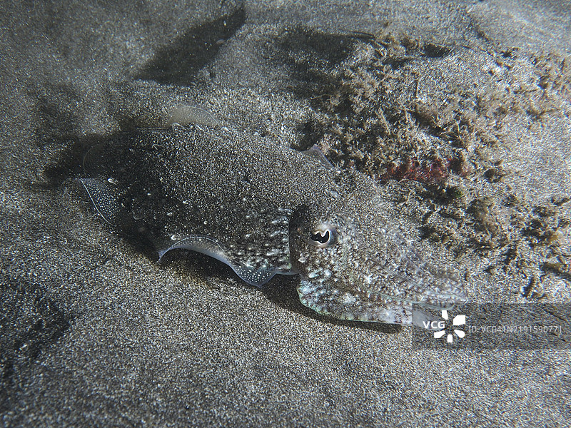 幼年普通墨鱼（Sepia officinalis）在沙质海床上完美伪装，位于西班牙加那利群岛特内里费岛洛斯克里斯蒂亚诺斯的潜水地点。图片素材