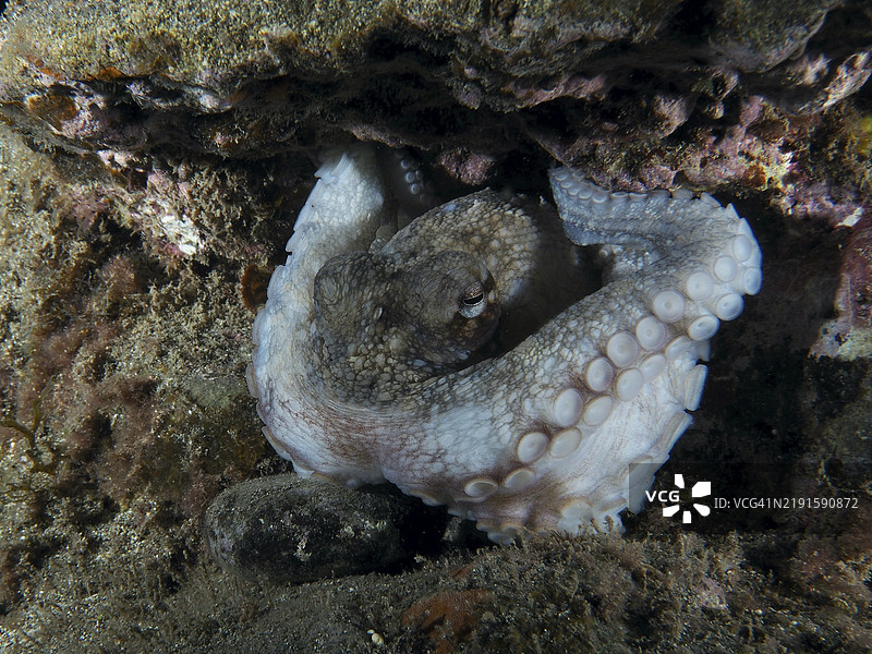 章鱼特写，普通章鱼（Octopus vulgaris），栖息在岩石上，洛斯克里斯蒂亚诺斯潜水点，特内里费，加那利群岛，西班牙，欧洲图片素材
