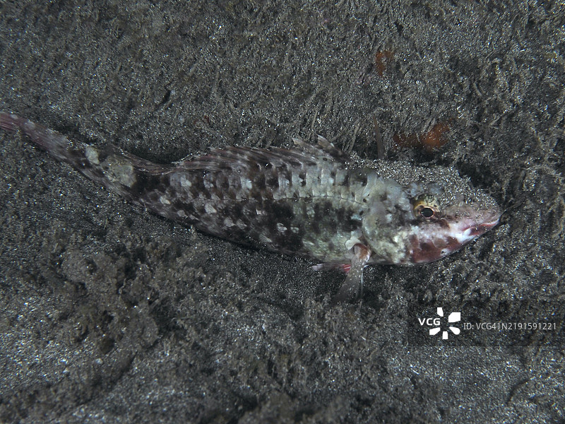 一只伪装得很好的地中海鹦嘴鱼（Sparisoma cretense）在夜间休息于沙质海床，地点为西班牙加那利群岛特内里费岛洛斯克里斯蒂亚诺斯的潜水点。图片素材