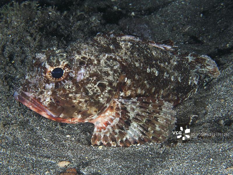 黑色蝎子鱼（Scorpaena porcus）栖息在沙质底 substrate，位于西班牙加那利群岛特内里费岛洛斯克里斯蒂亚诺斯的潜水点。图片素材