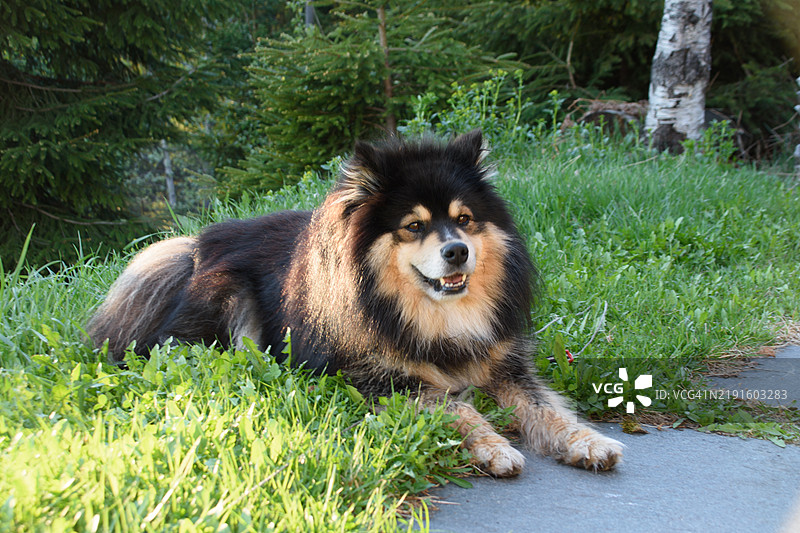 狗在长途徒步旅行后，正躺在绿草地上休息。图片素材