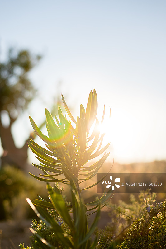 夕阳下的小绿植物特写，法国图片素材