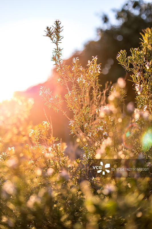 法国温暖光线下盛开的百里香植物特写图片素材