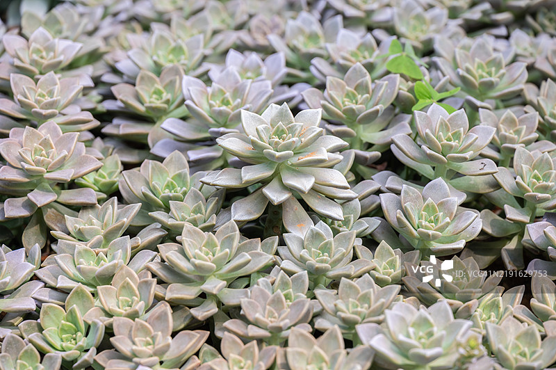 满框特写的景天科多肉植物纹理和背景。图片素材