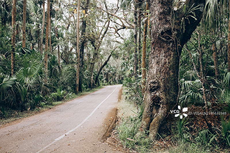 宁静的道路蜿蜒穿过茂密的热带森林，树木高耸， foliage色彩斑斓。自然与旅行主题概念。图片素材